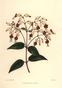 Clerodendrum thomsoniae (Clerodendron inerme, Clerodendron thomsones) da Unknown